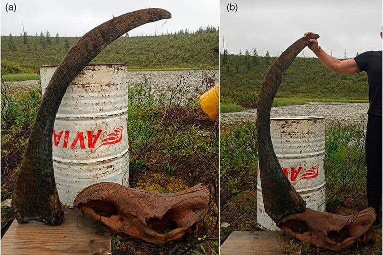 Фото: zslpublications.onlinelibrary.wiley.com Ulus.Media  📷
