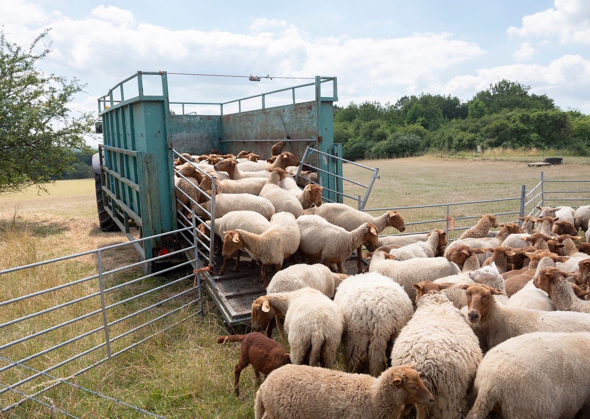 Фото: shutterstock.com