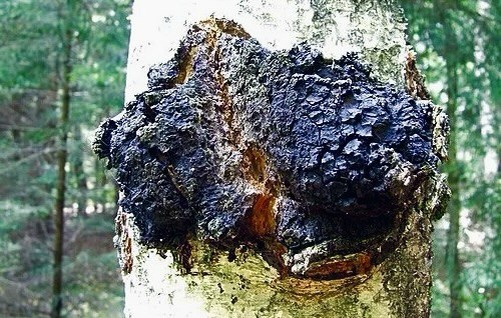 Чага на стволе берёзы