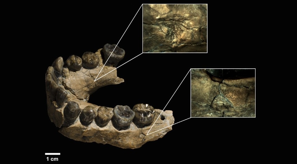   Marina Vegara-Riquelme et al. / Annals of the New York Academy of Sciences, 2025