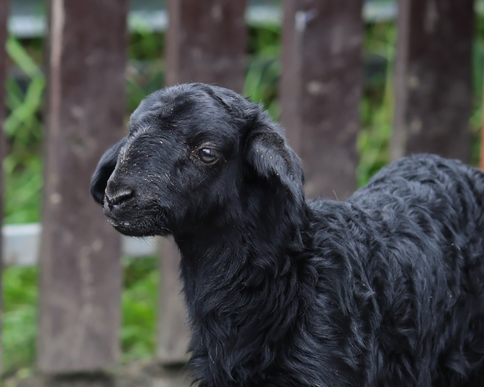    Эдильбаевский ягненок в барнаульском зоопарке. Источник: vk.com/zoo_22