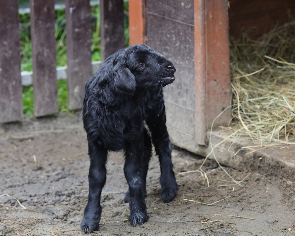    Эдильбаевский ягненок в барнаульском зоопарке. Источник: vk.com/zoo_22