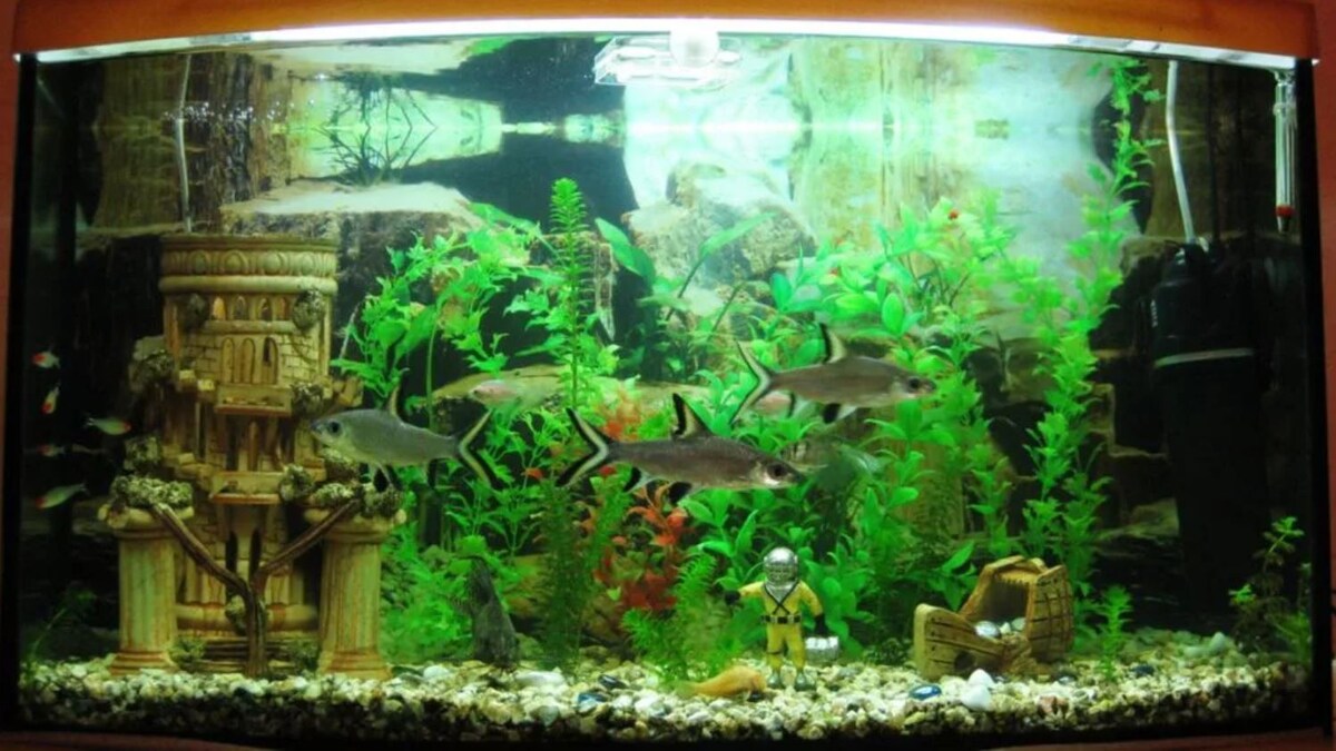 Вот он, идеальный дворец для ваших серебристых питомцев! Простор, укрытия и кристально чистая вода – залог их здоровья и хорошего настроения.