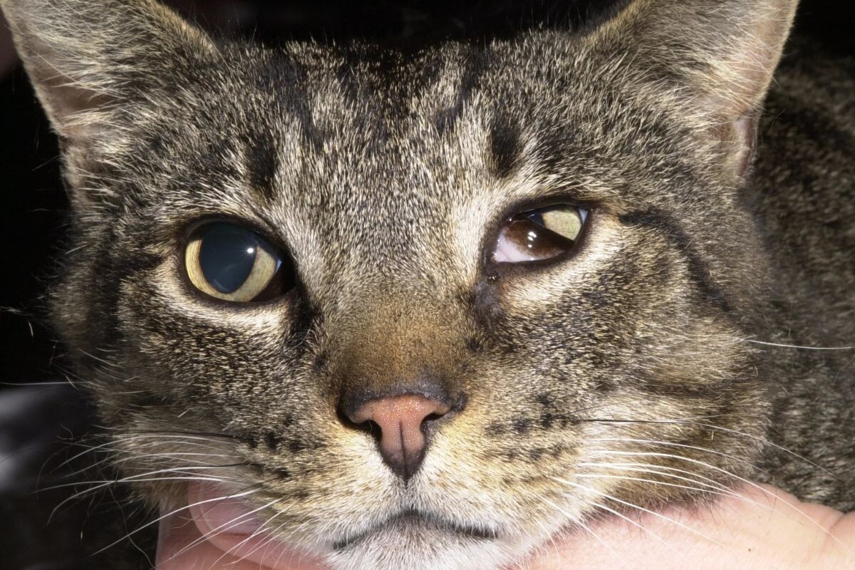 Синдром Горнера у кошек