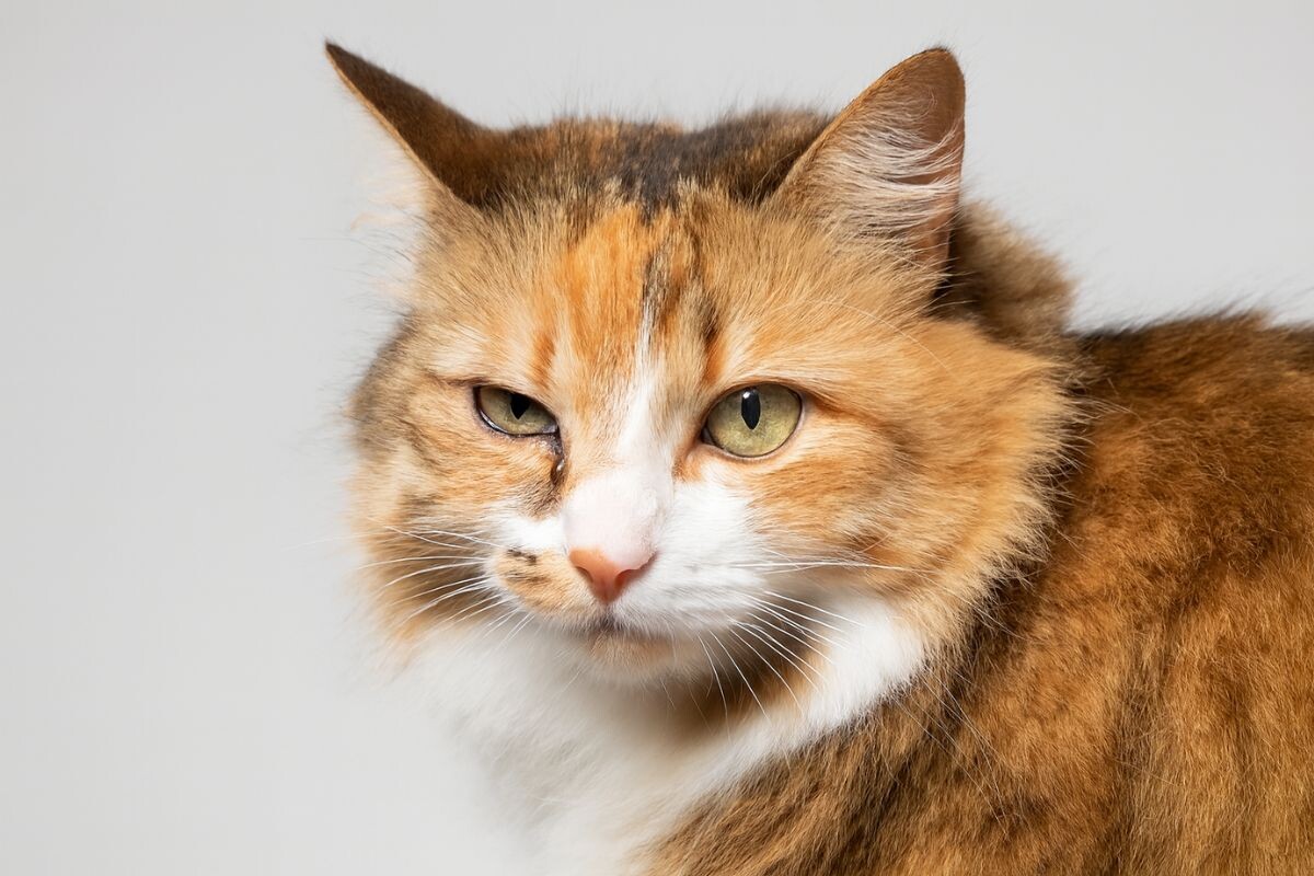 Проблемы с глазом у кошки 