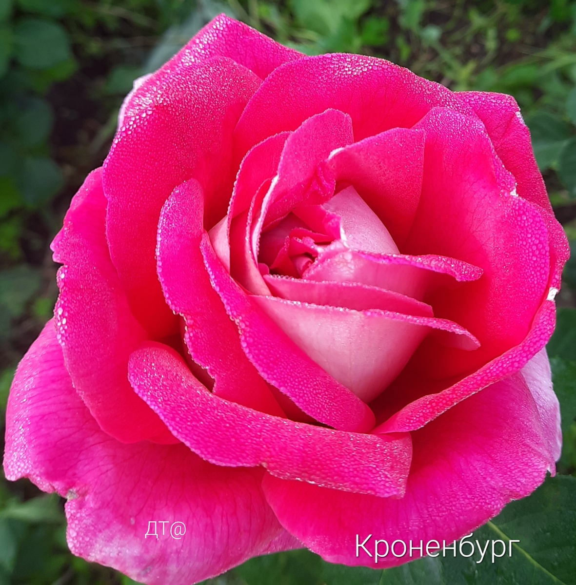 Ч/г роза Коненбург