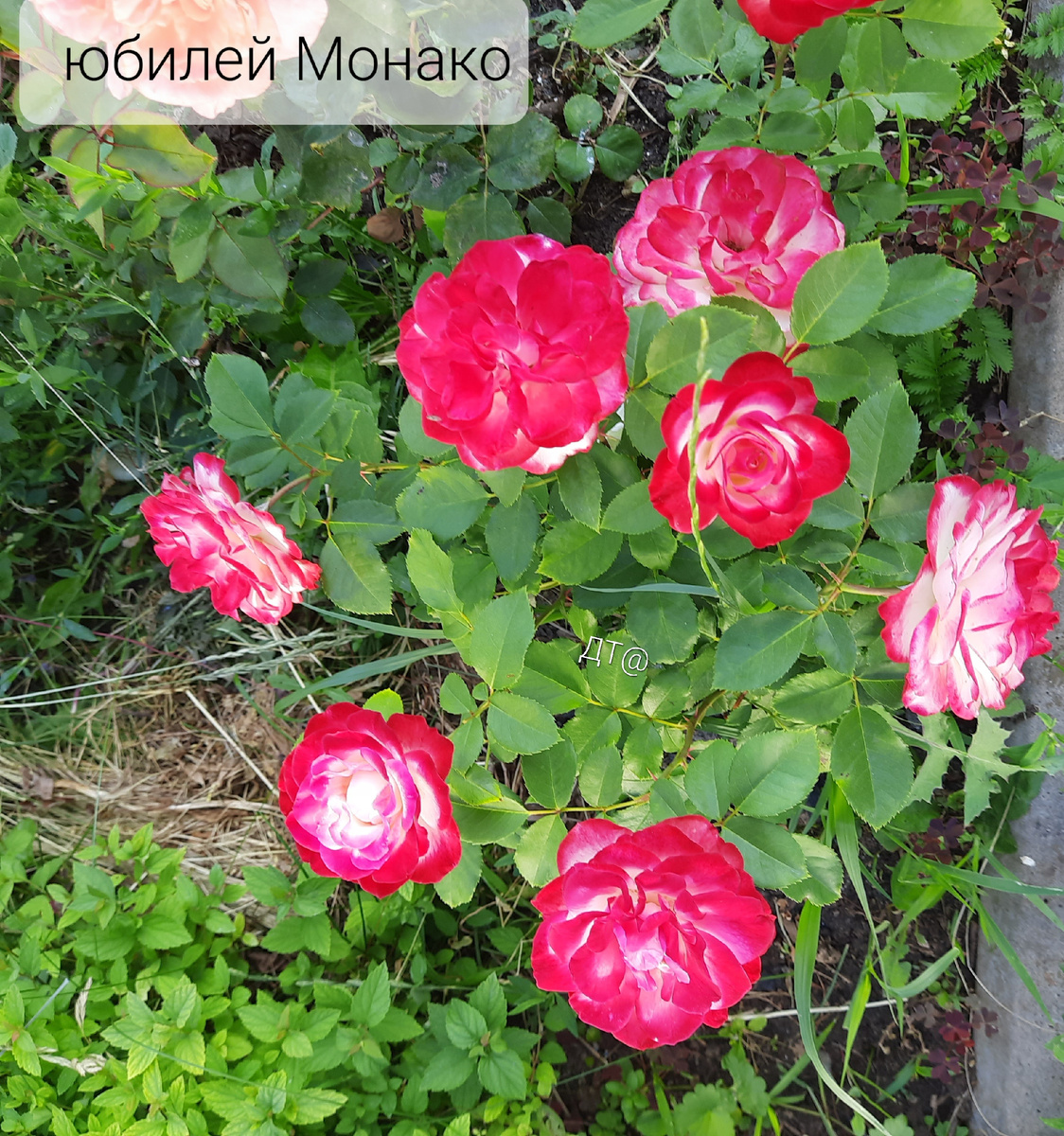 Флорибунда Юбилей Монако