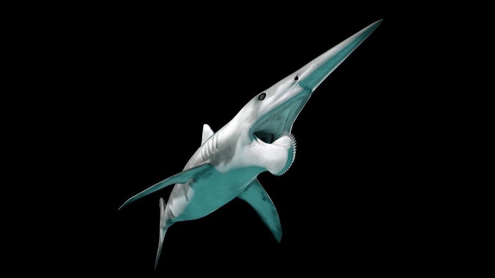 Акула Геликоприон. Из открытых интернет-источников.