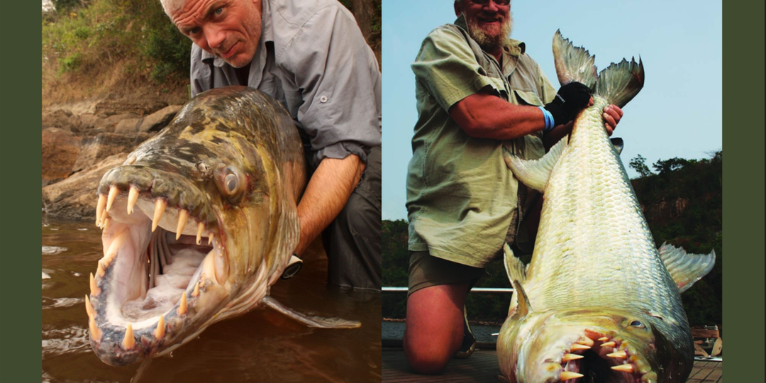 Рыба-голиаф: Чудовище реки Конго размером с человека. Даже крокодилы — её добыча