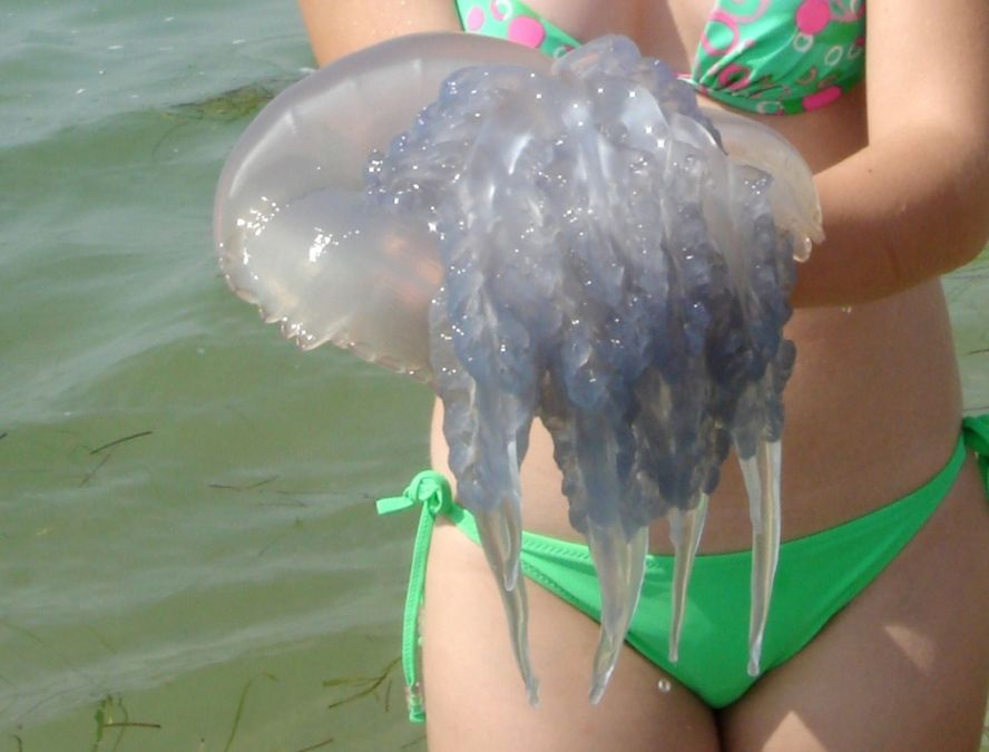 Россия: главные причины почему в Азовском море большое количество медуз. Фото из Яндекс картинки