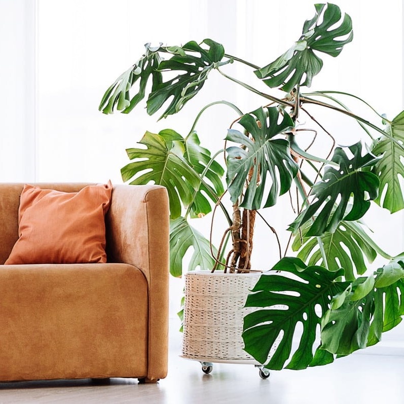 Монстера в большом кашпо