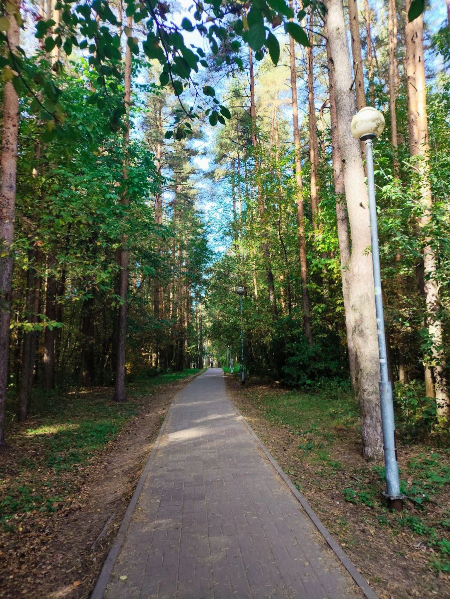 Моя зона релакса: сосновый бор у дома