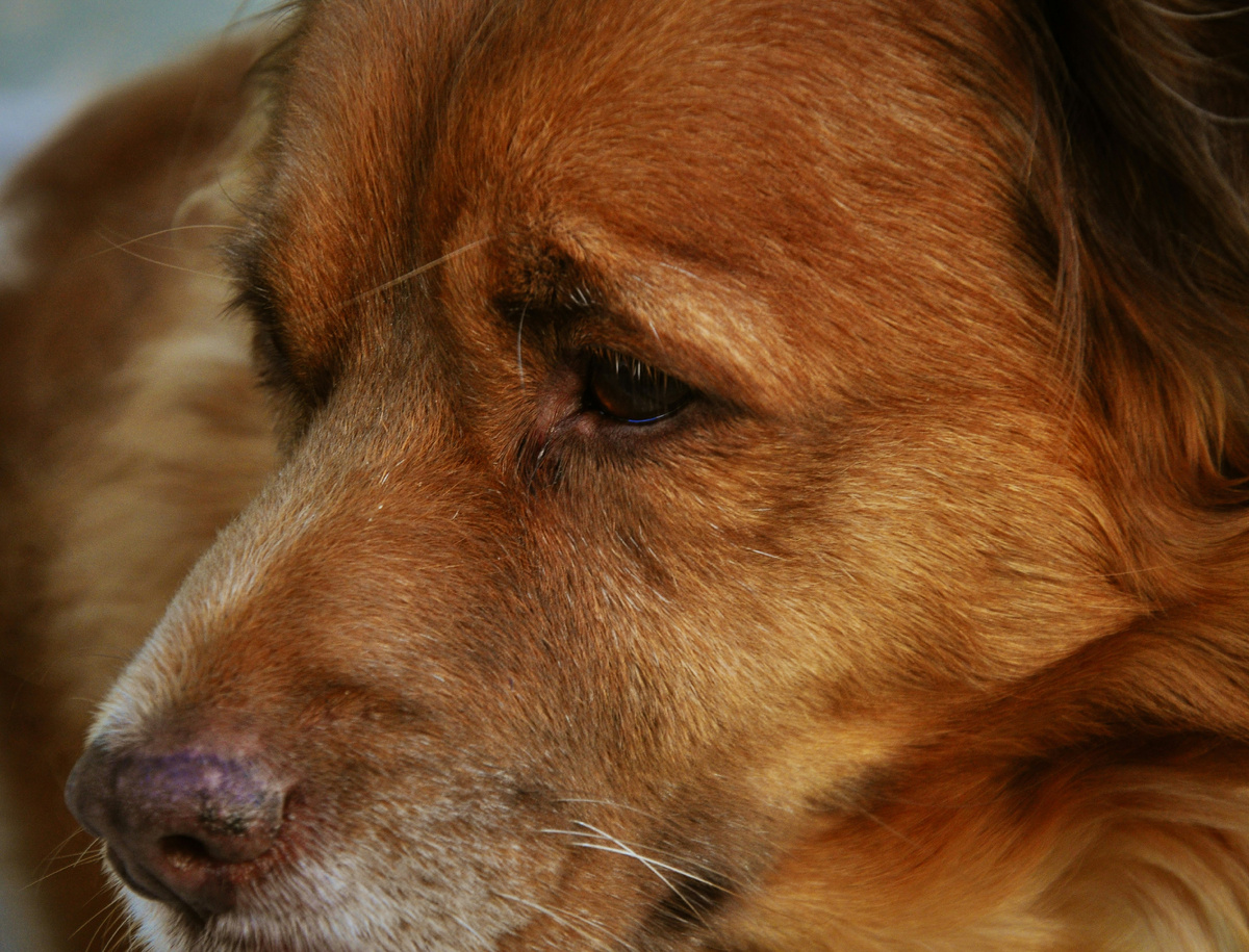 Он редко отлучался от ворот, чтобы найти немного еды, и всегда возвращался на свой пост.