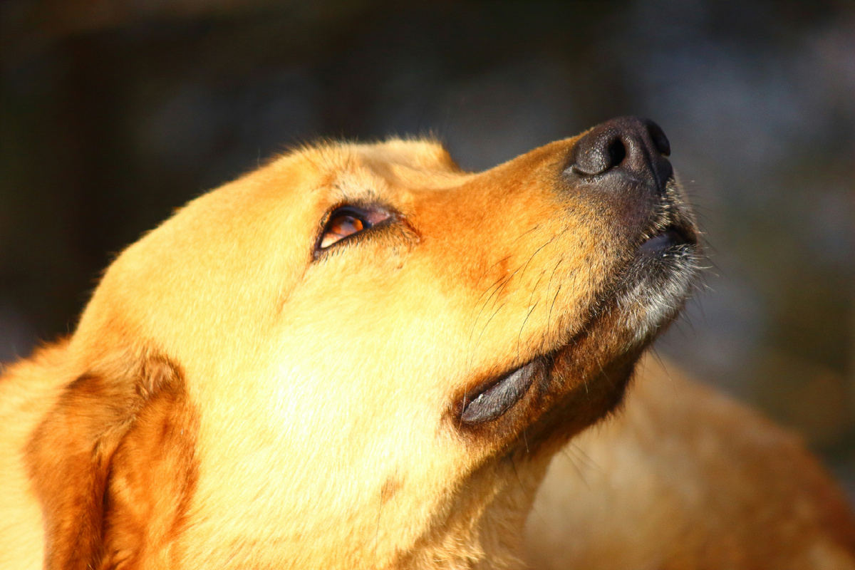 Многие приезжали в городок специально, чтобы увидеть его своими глазами и оставить ему миску с кормом и водой.