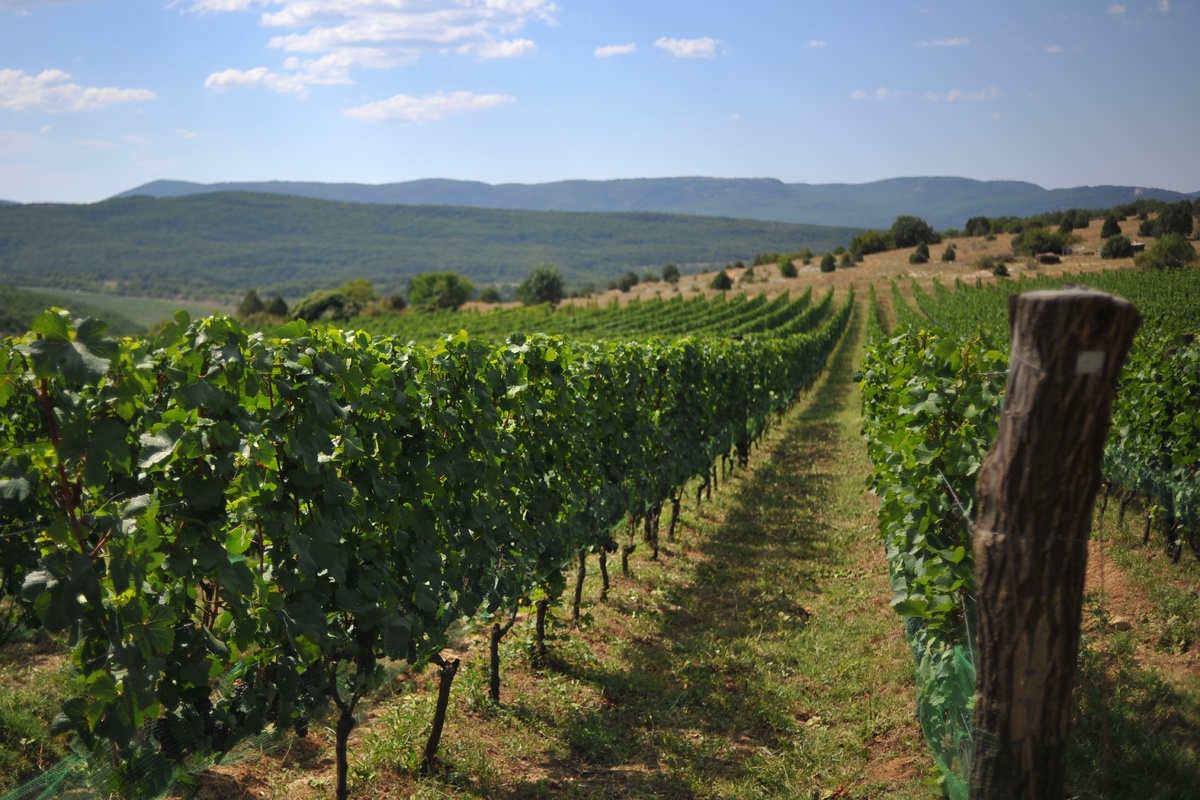 Виноградники Крыма