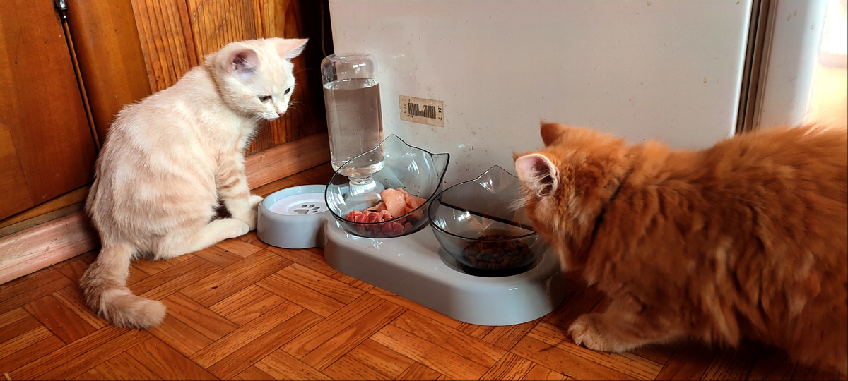 Котята осваивают свою новую кормушку