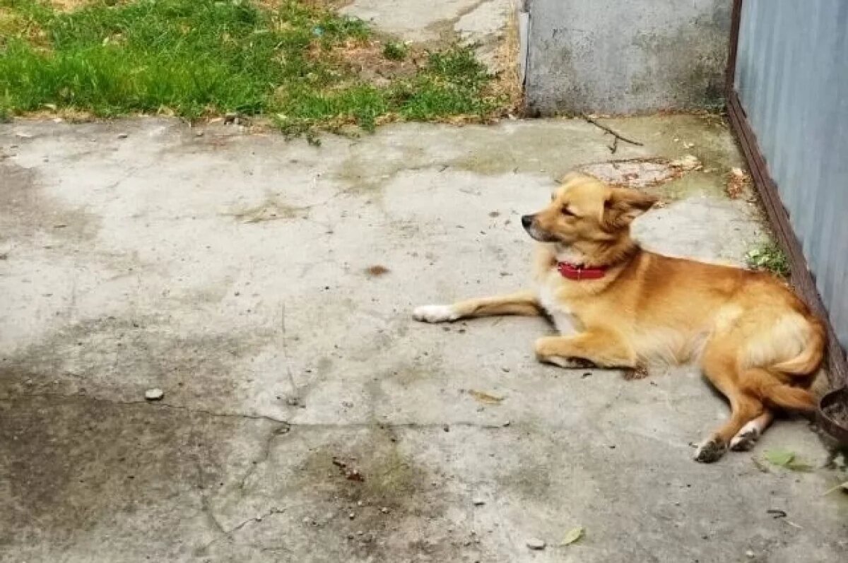    Хозяйка пропавшей у Крымского моста собаки рассказала о ее исчезновении