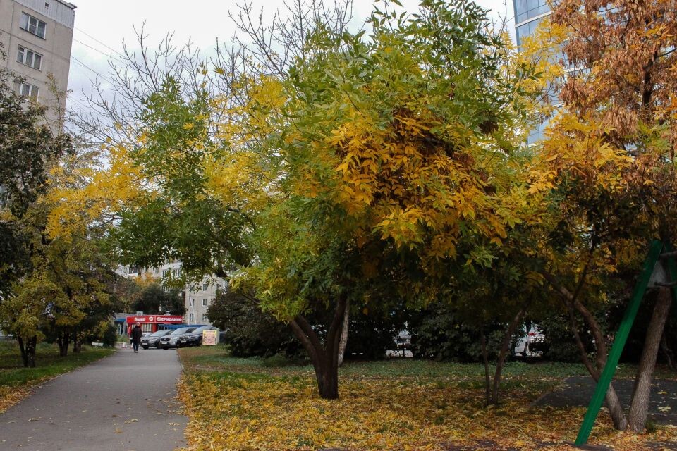    Осень. Погода. Барнаул. Источник: Марина Евтушенко