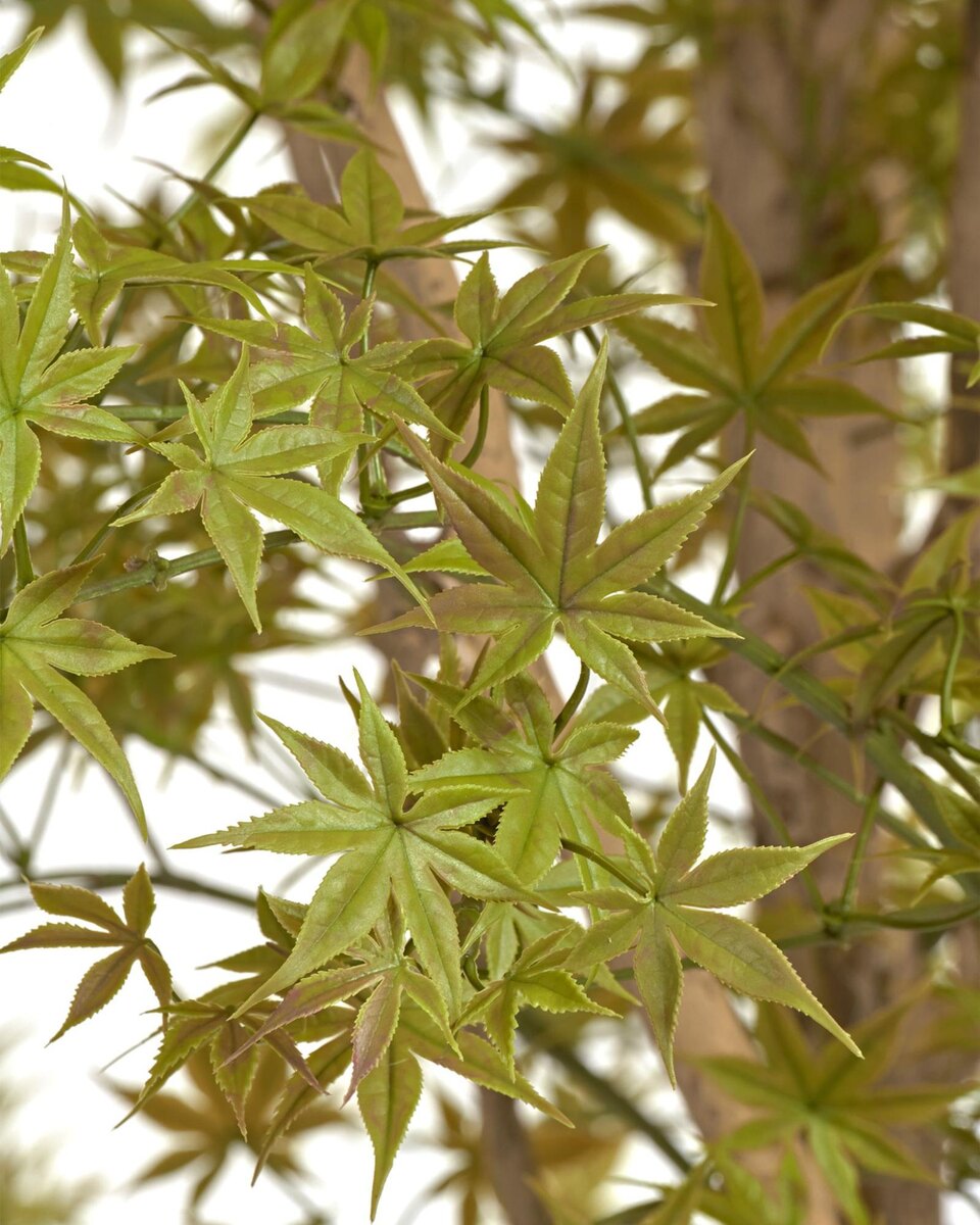 Кашпо и растения TREEZ Collection