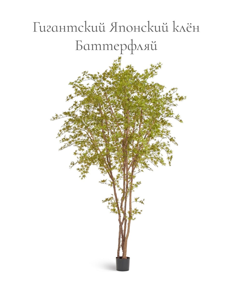 Кашпо и растения TREEZ Collection