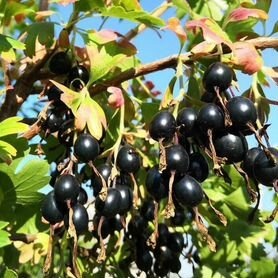 Плоды реписа.