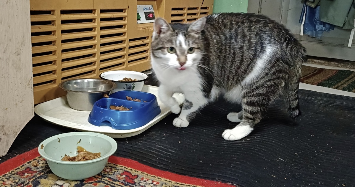 Директор приюта Василий переживает тоже 