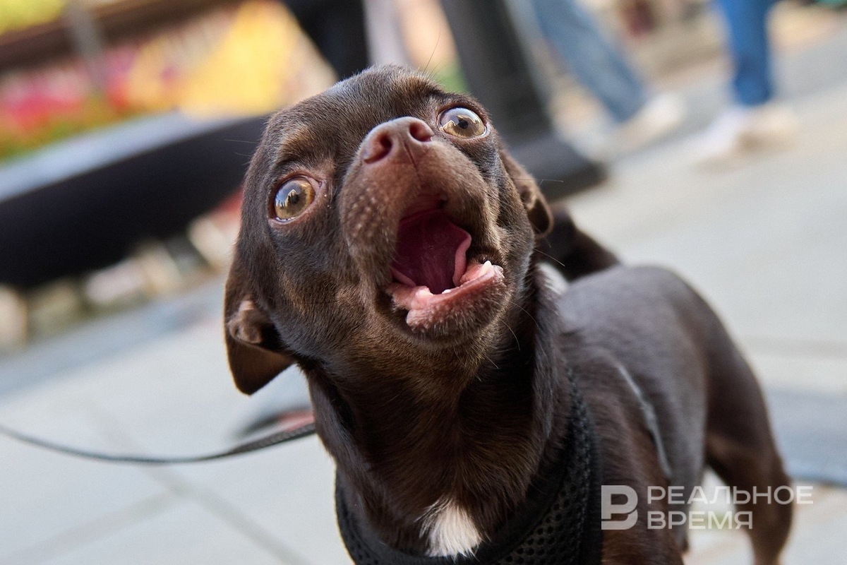   Динар Фатыхов / realnoevremya.ru