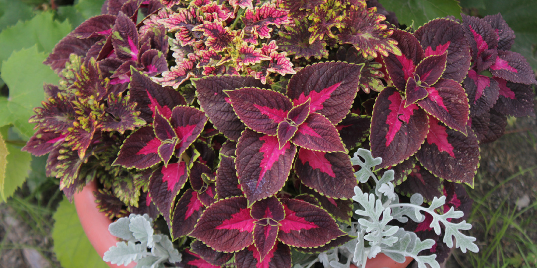 Обрезаю колеусы и заношу домой: цветы порадуют пышным цветением и сорт не будет потерян