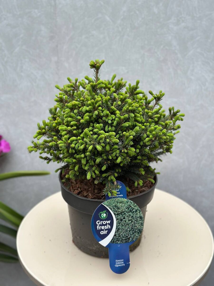 Ель Glauca Echiniformis