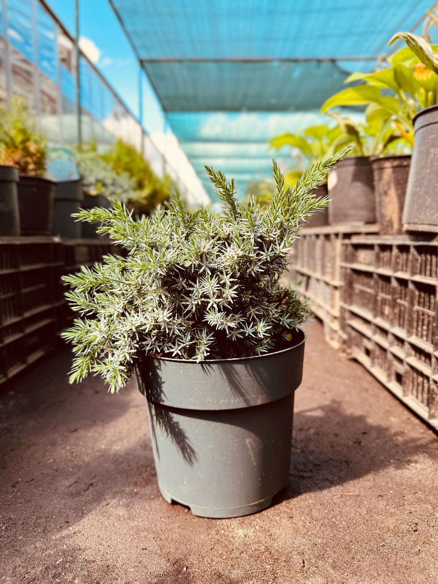 Можжевельник "Blue Star"