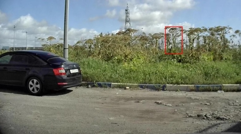 Найденный борщевик Источник: ГАТИ Петербурга