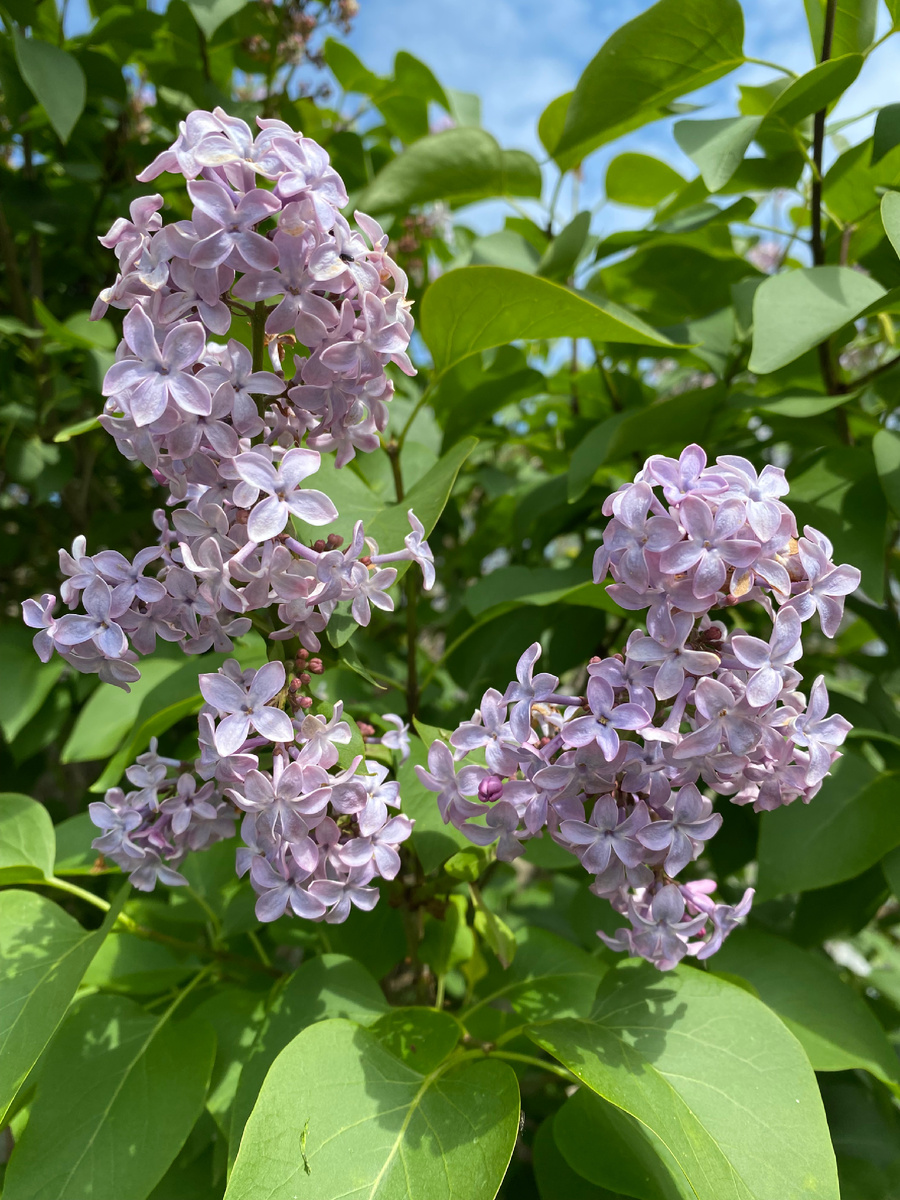 Приглядитесь - легко найти цветок с пятью лепестками. Почему-то именно там мне их много попадалось