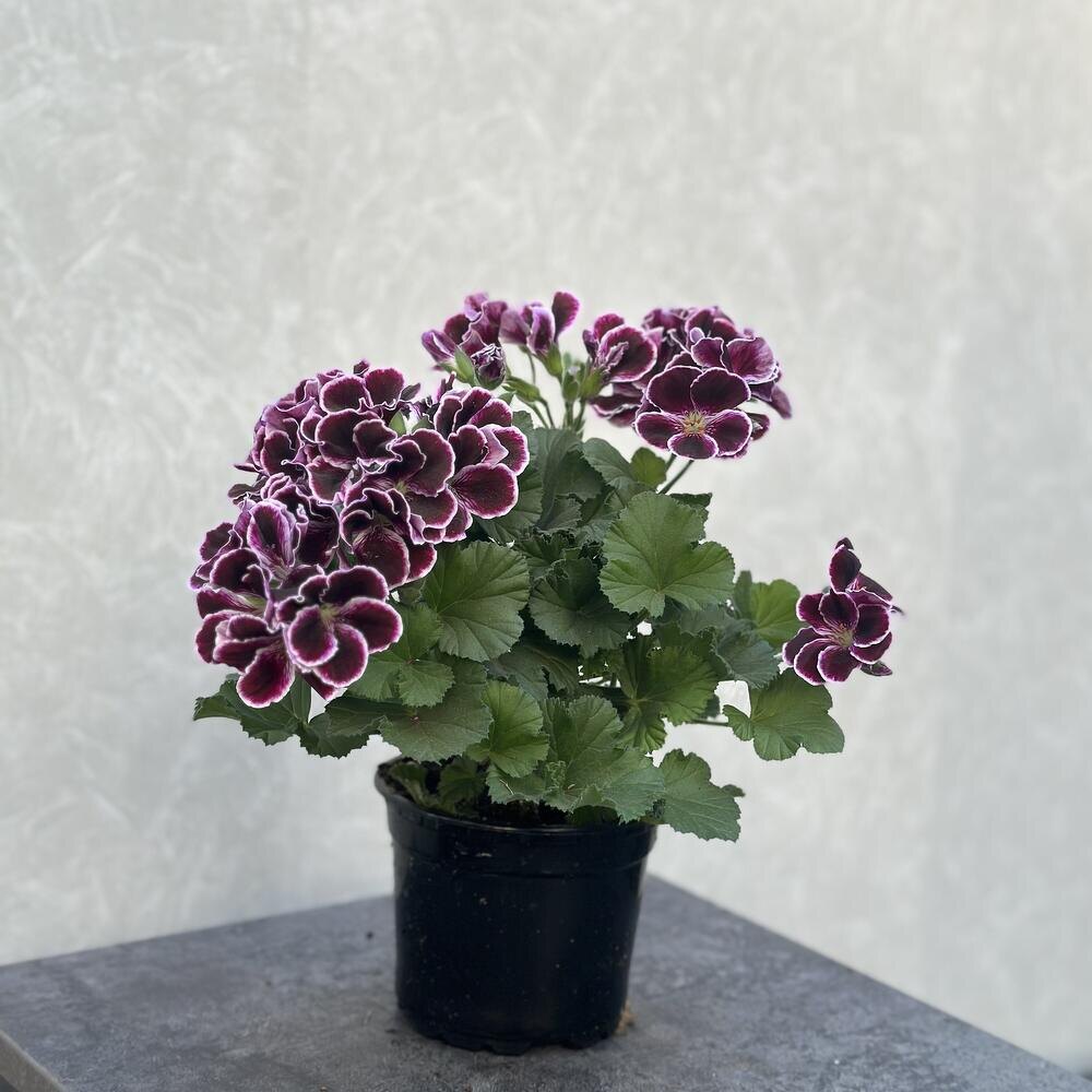 Пеларгония королевская безупречная