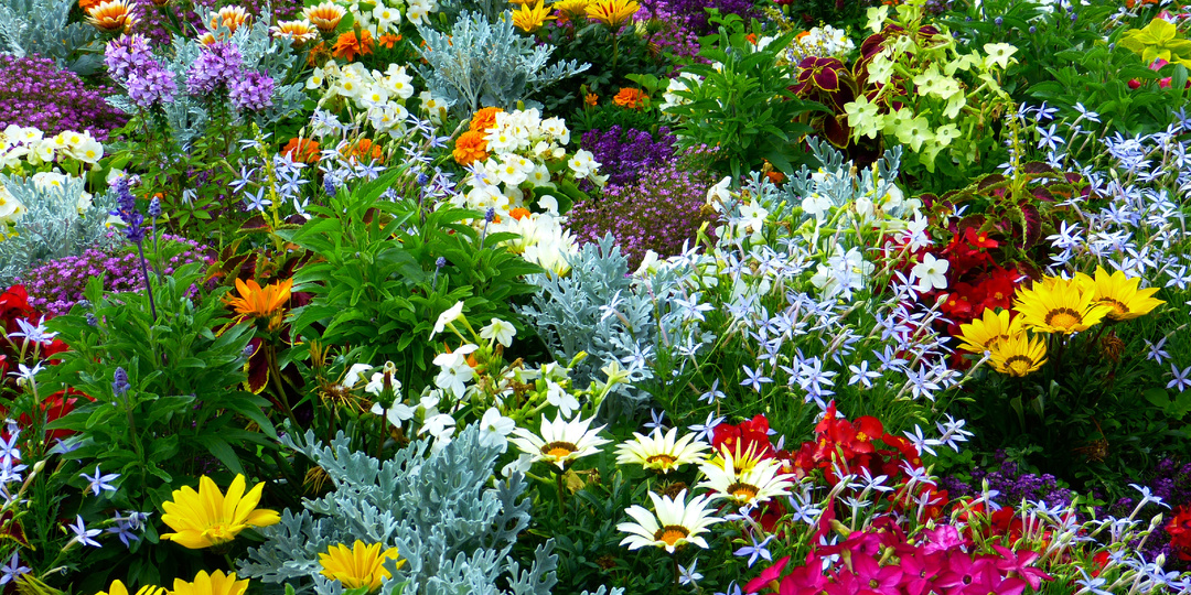 Топ 10 многолетних цветов для осенней посадки