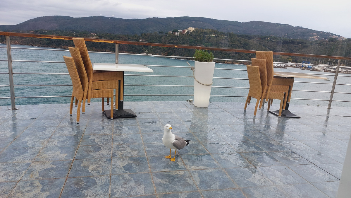 о. Эльба, Италии. На улице пасмурно и дождливо, но зато можно разглядеть и сфотографировать  чаек