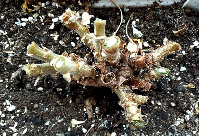 Обрезала гибрид зонартика Леона Галактика, взяла много черенков с неё, а эти оставшиеся старые пни просто выкопаю и удалю. Они уже своё отработали. 