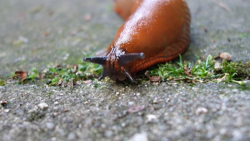     Слизни ru.wikipedia.org