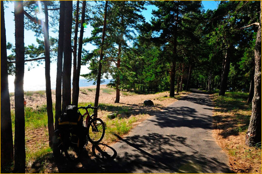 Дорога от Сестрорецка до Зеленогорска ©  prokatski.ru