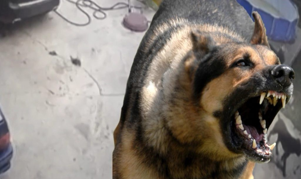 Что делать, если укусила собака на улице