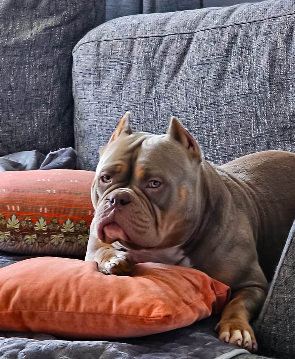 Американский булли Лейла на любимой подушке