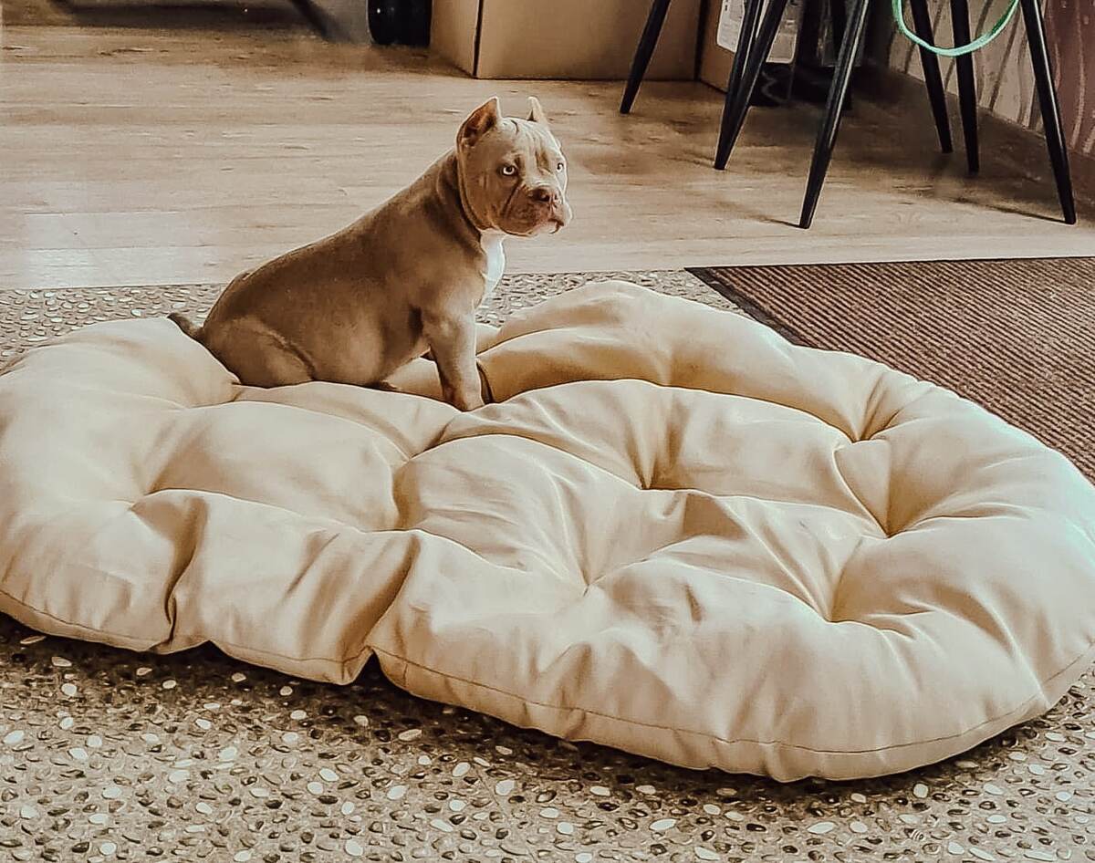 Американский булли Лейла в нежном возрасте на "неправильном" мягком лежаке, купленном по незнанию