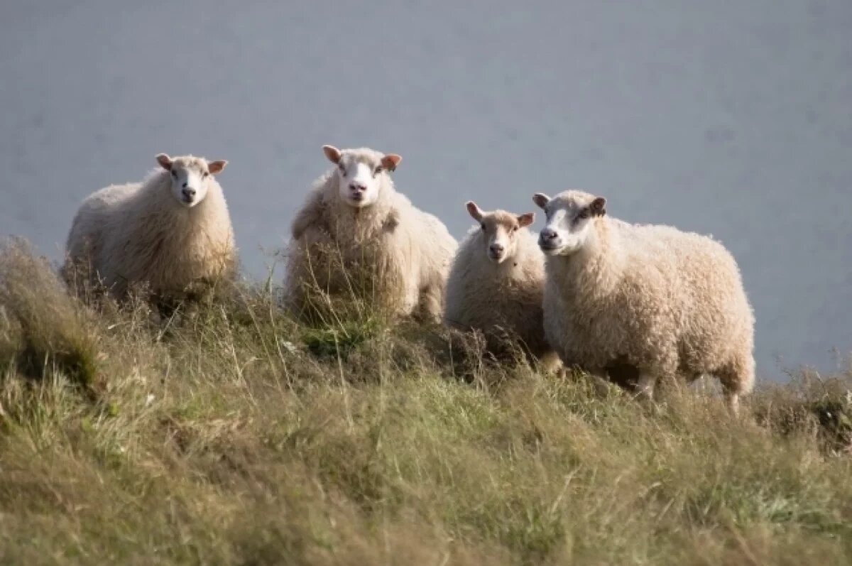    В Перми суд признал слово «овца» оскорблением и назначил женщине выплату