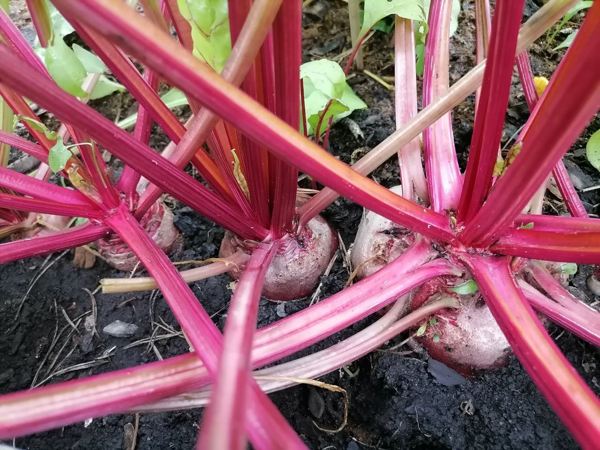 Свекла Красный лед, фото автора