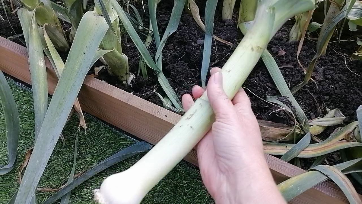 Сейчас порей самый вкусный, сочный, нежный, фото автора