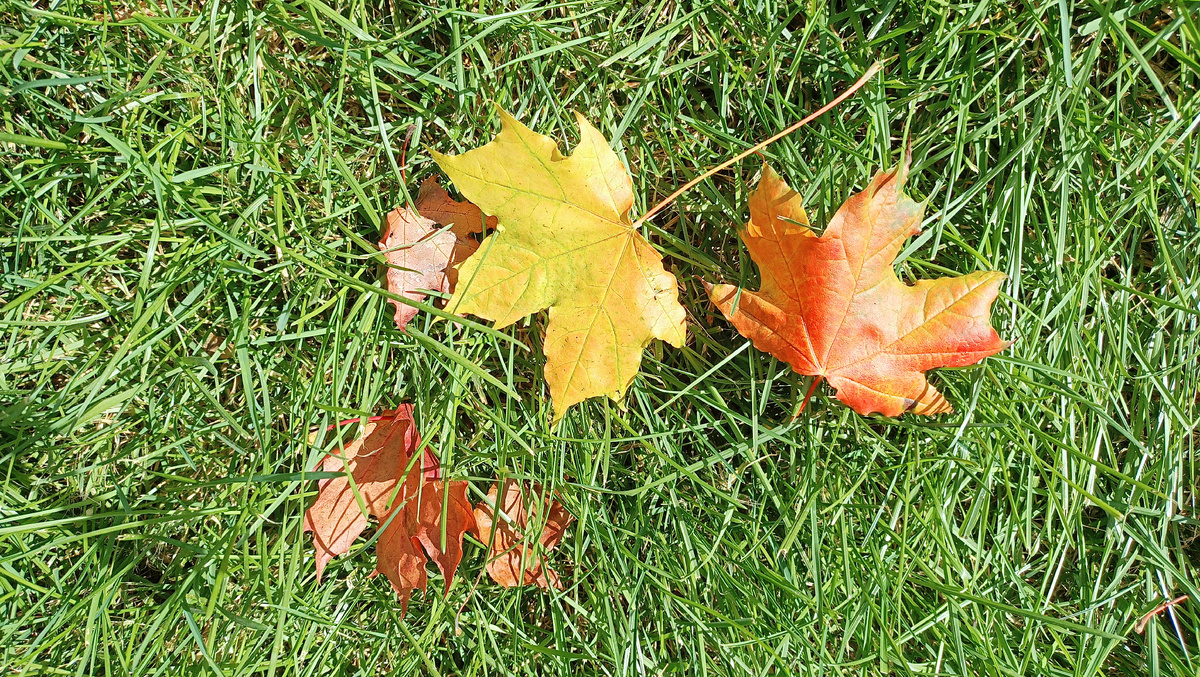 Привет от московской осени