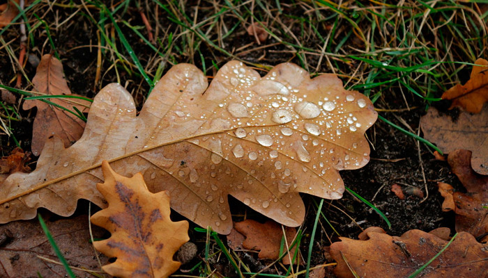 18 сентября наступает Кумохин день, который в старину считался неблагоприятным. Фото: 1MI