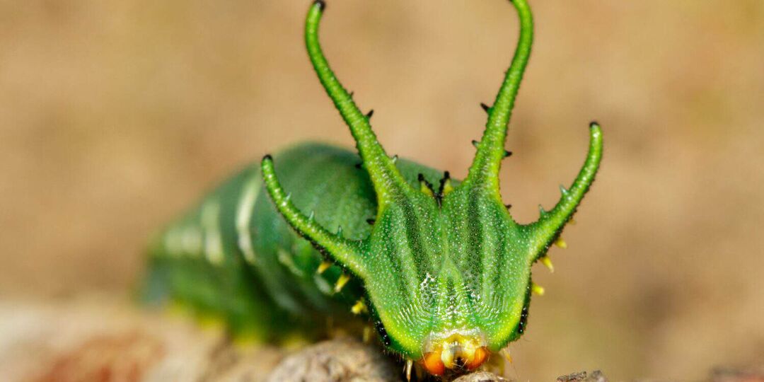 «Мал телом, да велик делом»: самые удивительные гусеницы бабочек