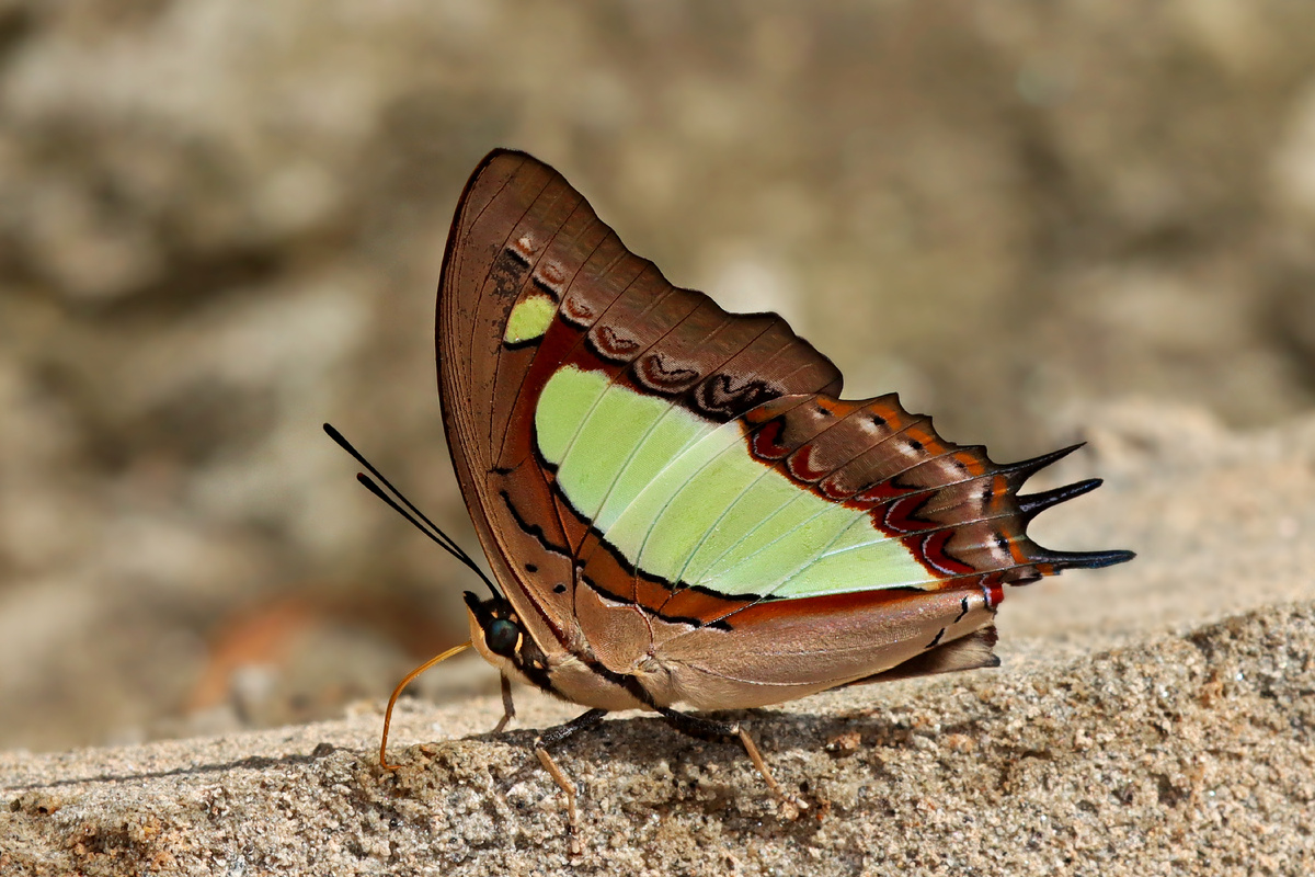 Polyura athamas на стадии имаго. Фото Sandipoutsider, 2021 г. 
