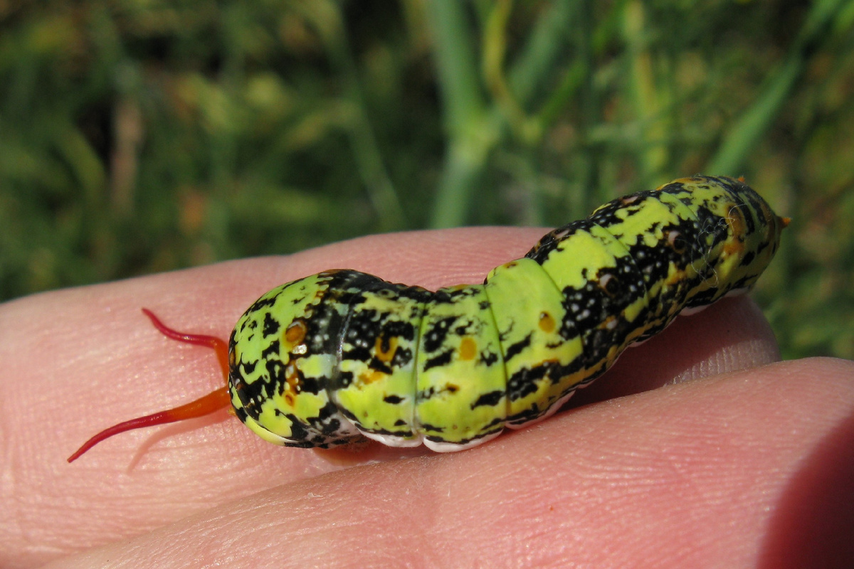 Гусеница Парусника Papilio demodocus, которого ещё называют «рождественской бабочкой». Фото JonRichfield, 2010 г. 