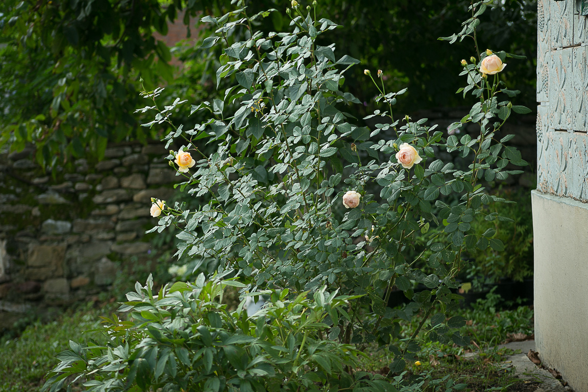 Роза Jude The Obscure. Автор фото Елена Якимова / Greenfingers